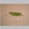 Leaf 04er 02.jpg